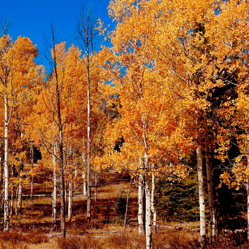 Fall - Not Texas